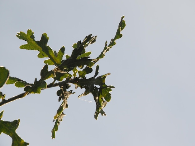 rugiada mattutina sulle foglie di quercia