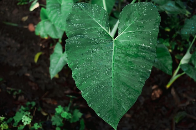 rugiada mattutina sulle foglie di taro