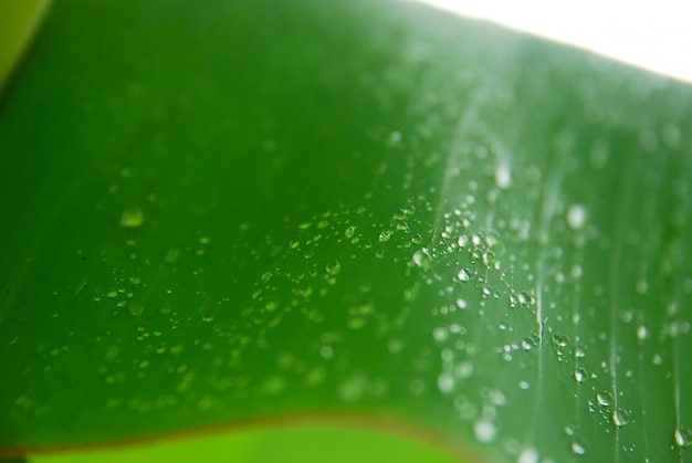 rugiada mattutina sulle foglie verdi