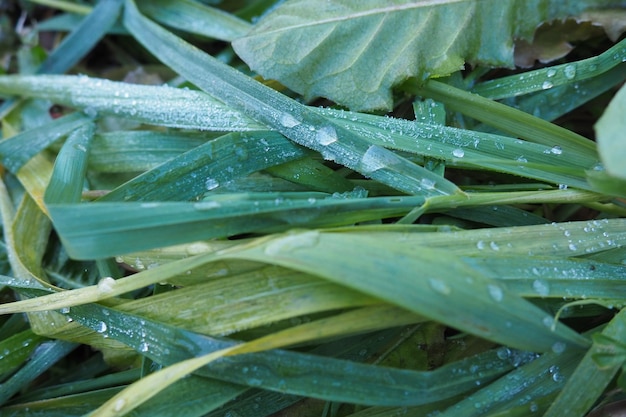 Rugiada o acqua di fusione sull'erba verde Scongelamento dopo un gelo invernale mattutino Erba sdraiata nel prato Offseason tempo calmo senza vento Foglia verde con gocce d'acqua