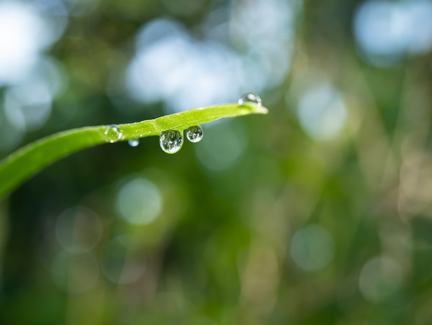 Rugiada su un prato verde al mattino