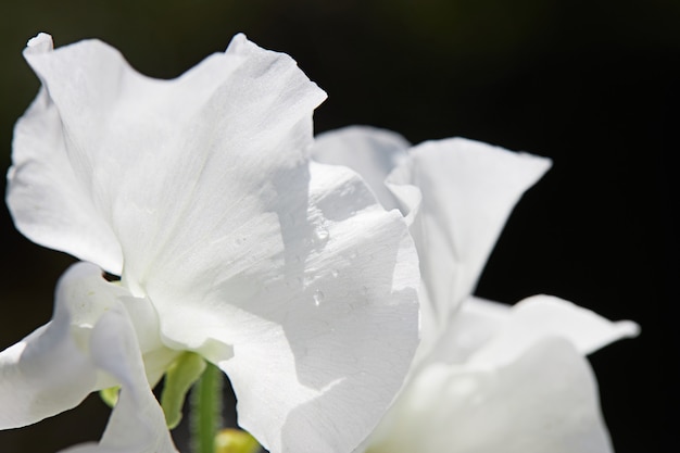 Rugiada sui petali di una rosa bianca. Fiori freschi in un cottage estivo