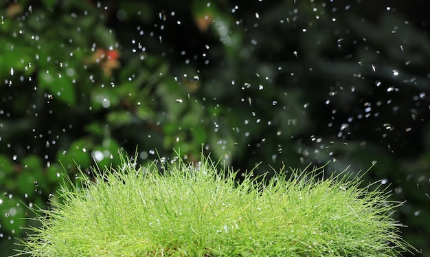 rugiada sull'erba verde bagnata