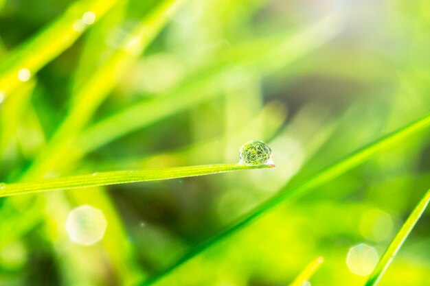 Rugiada sull&#39;erba verde