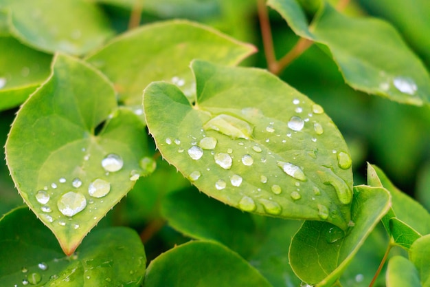 Rugiada sulla foglia verde, macro vista