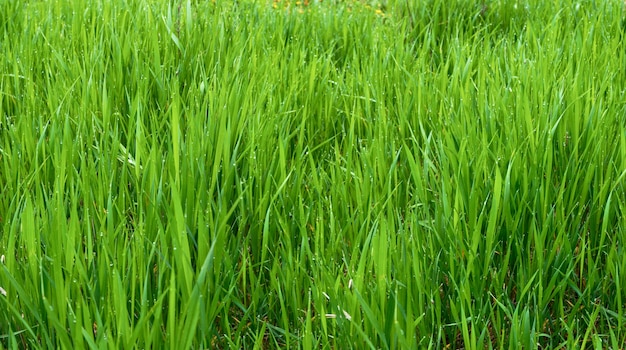 Rugiadosa erba verde nella nebbiosa mattina di maggio.