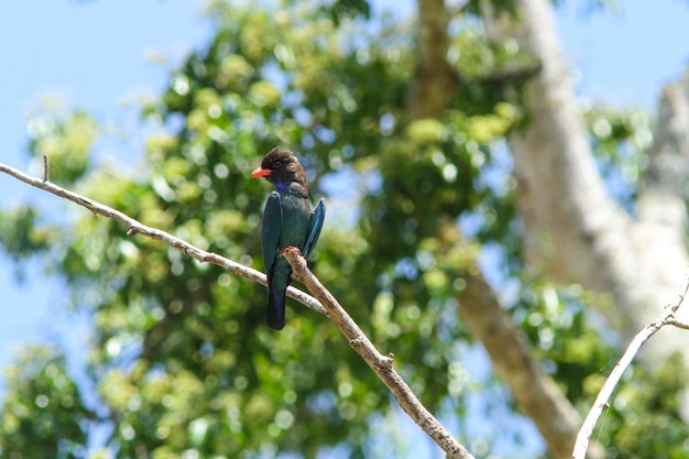 Rullo del dollaro (Eurystomus orientalis)