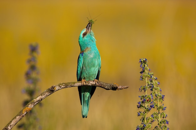 Rullo europeo che si siede diritto e che allunga verso l'alto in natura di estate