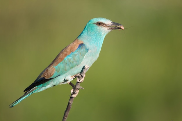 Rullo europeo (coracias garrulus) seduto con preda su un ramo.