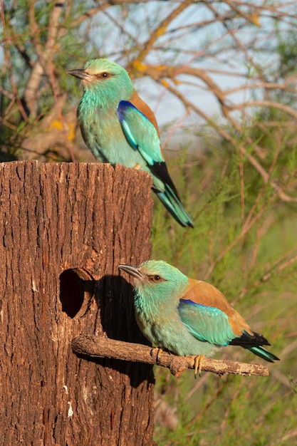 Rullo europeo rullo blu rullo comune o rullo Coracias garrulus Toledo Spagna