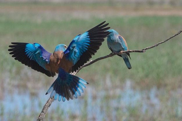 Rullo europeo rullo blu rullo comune o rullo Coracias garrulus Toledo Spagna