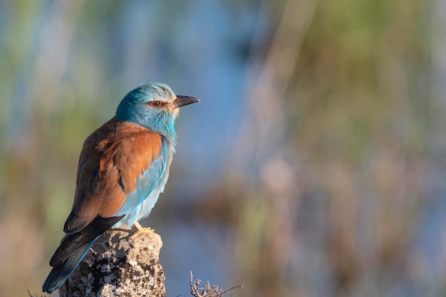 Rullo europeo rullo blu rullo comune o rullo Coracias garrulus Toledo Spagna