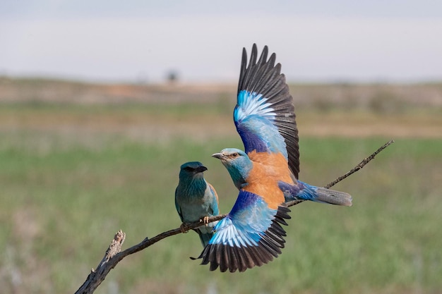 Rullo europeo rullo blu rullo comune o rullo Coracias garrulus Toledo Spagna