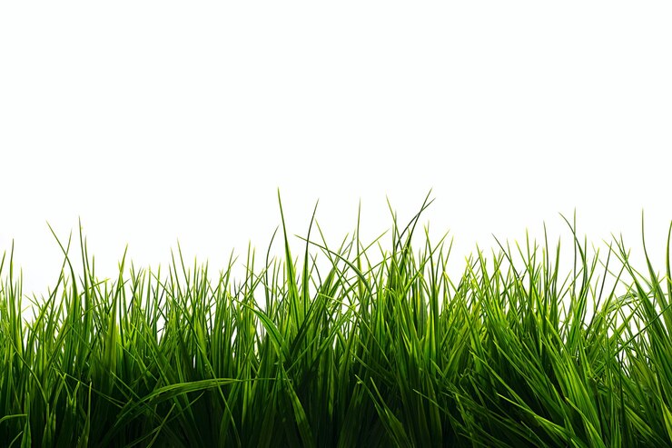Rumput hijau di latar belakang putih