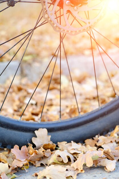 Ruota di bicicletta e foglie di quercia autunnali cadute contro il sole al tramonto. A piedi e in bicicletta.