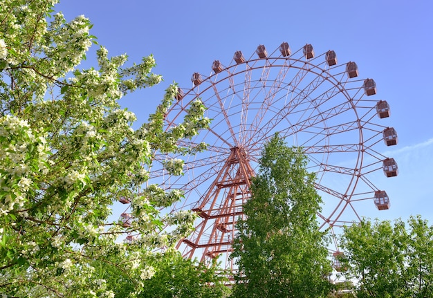 Ruota panoramica nel giardino primaverile L'argine dei meli in fiore del fiume Ob