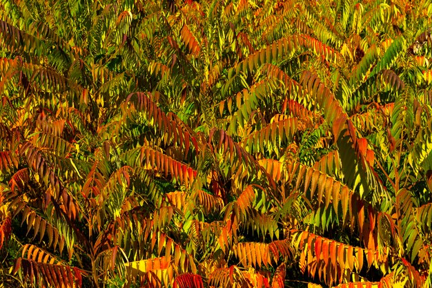 Rus tiphina in autunno. L'albero fa schifo. Il ramo di sommacco è zoppo. Albero decorativo Sumach otstovy.