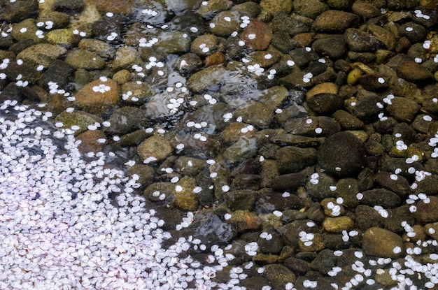 Ruscello con acqua cristallina dove puoi vedere il fondo roccioso nei giardini di Kenrokuen in Giappone