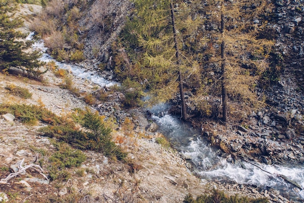 Ruscello di montagna che scorre nella foresta Vista pittoresca del paesaggio tra larici e alberi di conifere Stagione autunnale stock photography