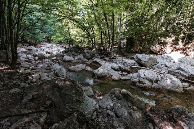 Ruscello di montagna con acqua limpida tra le rocce nella foresta