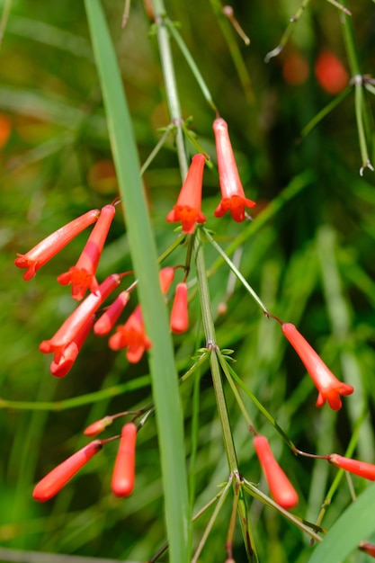 Russelia equisetiforme. il cespuglio della fontana, la pianta del petardo, la pianta fiorita delle plantaginaceae.