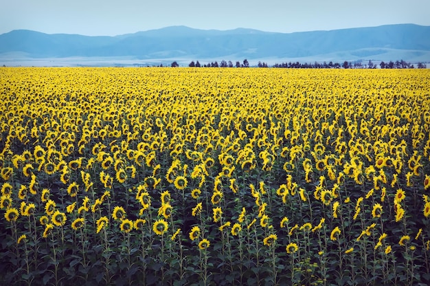 Russia altai villaggio Campo di girasoli campo estate orizzonte natura panorama chiara giornata di sole