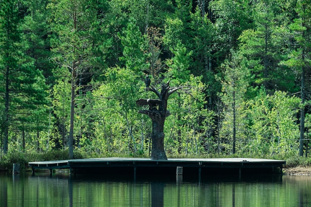 Russia il villaggio di Vydrino 12 settembre 2022 La riva del lago con un albero di ferro