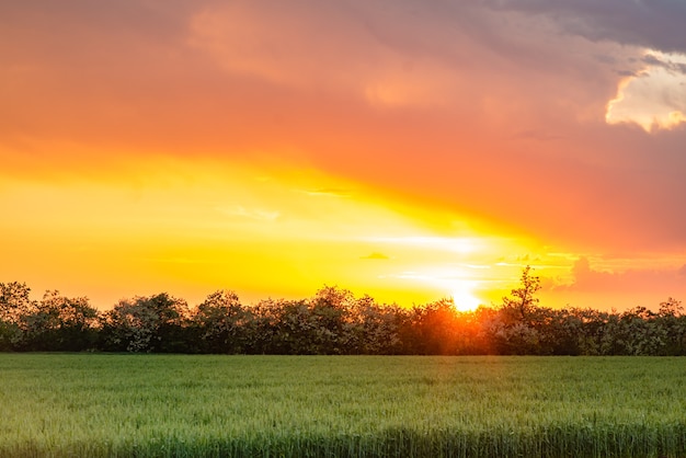 Russia villaggio tramonto campo sole splendente grano primaverile