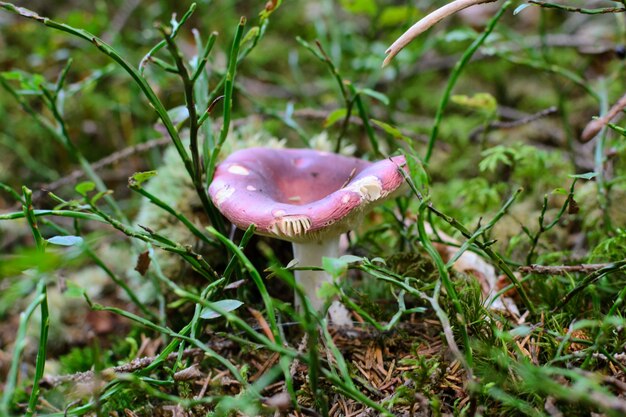 Russula dei funghi nella foresta