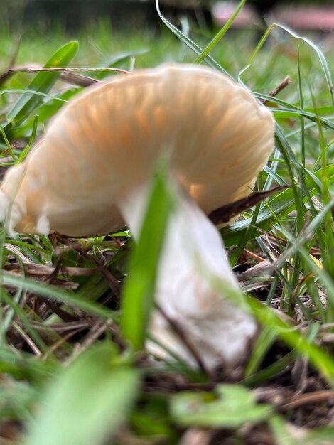 Russula graveolens Fungi sull'erba