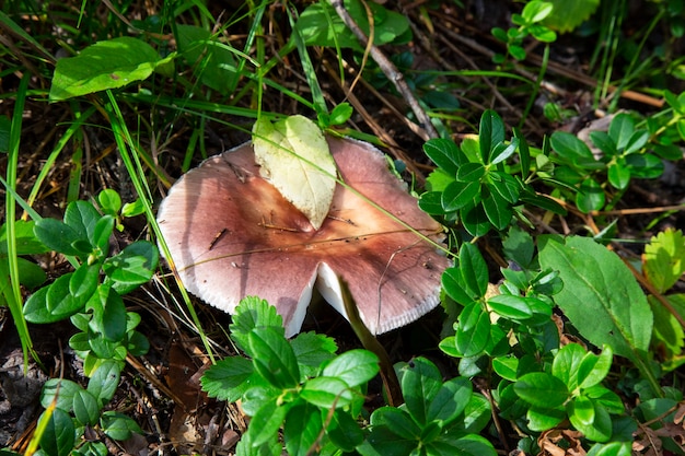 Russulaceae - fungo nella foresta autunnale tra foglie verdi. Commestibile, preferibilmente fritto