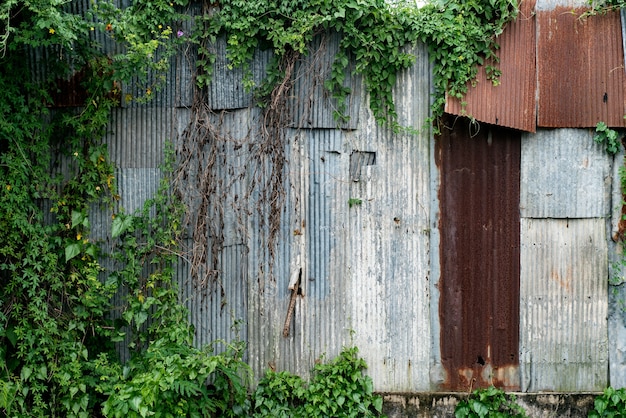 Rust Vecchio tetto in lamiera con pianta a foglia verde