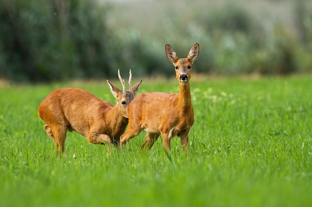 Rutting caprioli con corna che odorano di daina sul prato verde soleggiato in estate