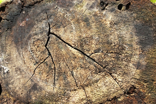 Ruvido albero naturale anello texture di sfondo bordi di corteccia con crepe e venature del legno