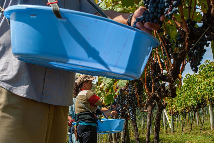 Foto sã£o joaquim, santa catarina, brasile 28 marzo 2008: agricoltore che raccoglie uve da vino durante la vendemmia a santa catarina - brasile. focus selettivo sulle mani del lavoratore rurale.