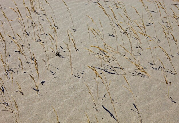 Sabbia e erba secca tra le dune la sabbia sembra onde