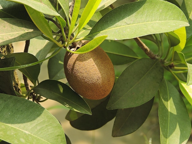 Sabota frutta sull'albero 2