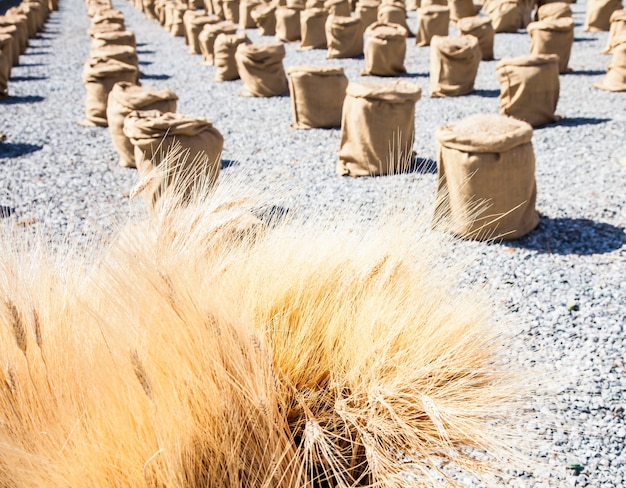 Sacchi di grano durante una giornata di sole in una calda stagione estiva