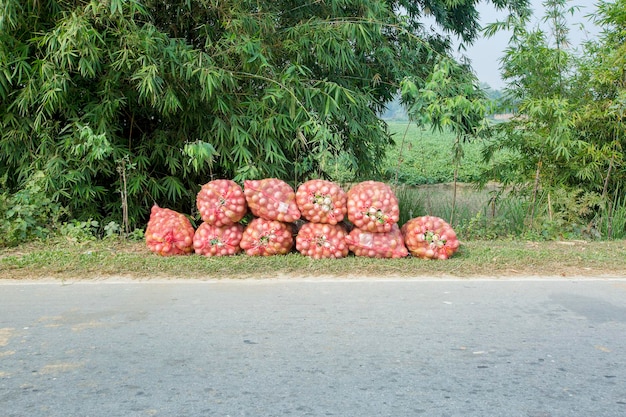 Sacchi di melanzane impilati in thakurgong bnagladesh