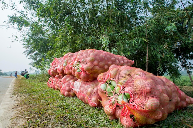 Sacchi di melanzane impilati in thakurgong bnagladesh