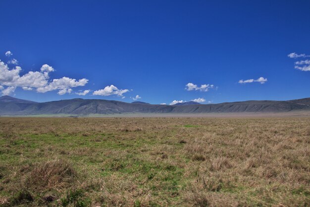 Safari in Kenia e Tanzania, Africa