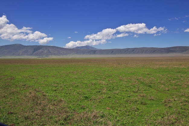 Safari in Kenia e Tanzania, Africa