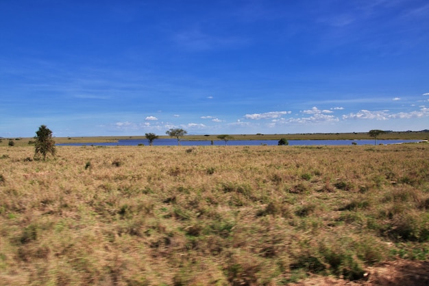 Safari in Kenia e Tanzania, Africa