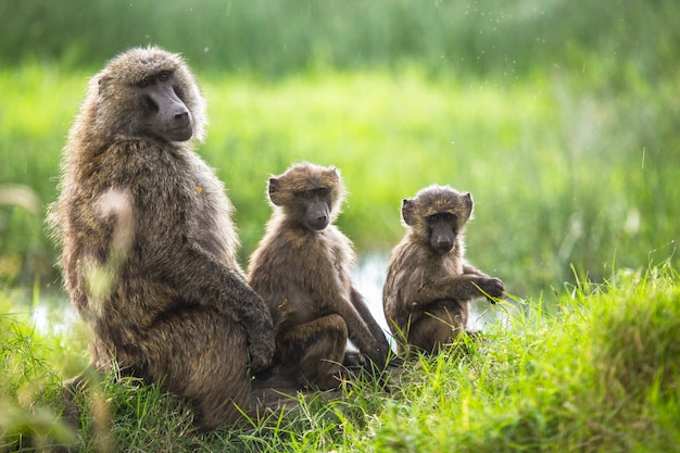 Safari in macchina nel Parco nazionale di Nakuru in Kenya, Africa. Una famiglia di scimmie che si puliscono le pulci a vicenda