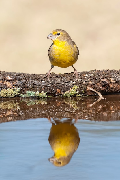 Saffron Finch Sicalis flaveola La Pampa Argentina