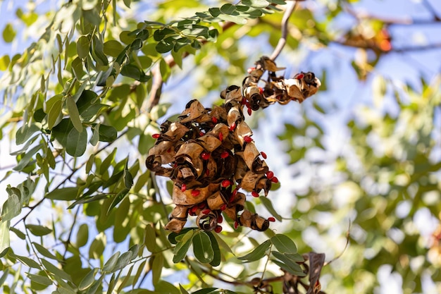 Saga Tree Semi della specie Adenanthera pavonina