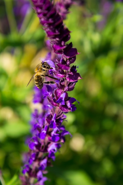 Sage flower in estate in giardino