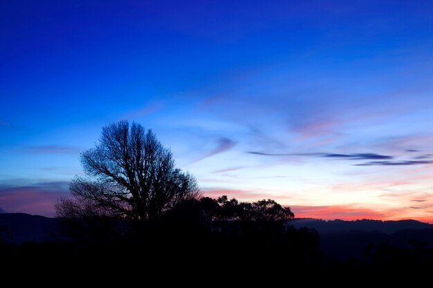 Sagoma dell&#39;albero dopo il tramonto