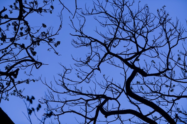 Sagoma di alberi con un bel cielo sullo sfondo, foresta