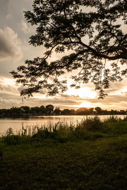 Sagoma di albero al tramonto vicino al fiume lago